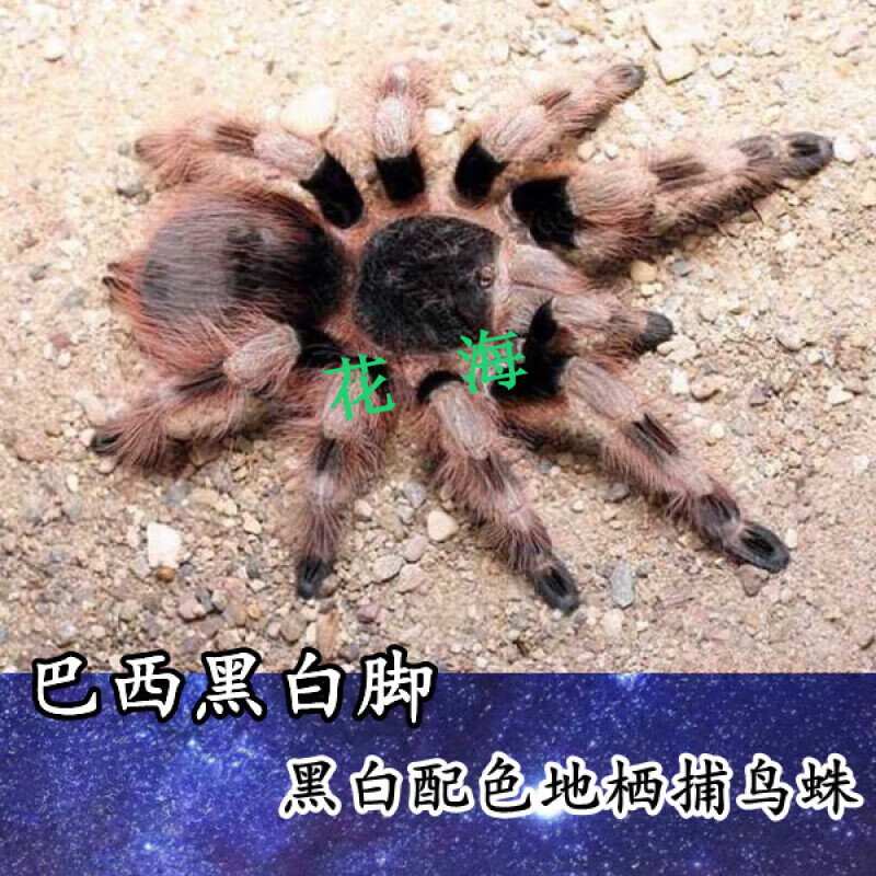采缇宠物蜘蛛哥伦比亚南瓜亚成幼体宠物火玫瑰斜角巴布巴西所罗门蜘蛛