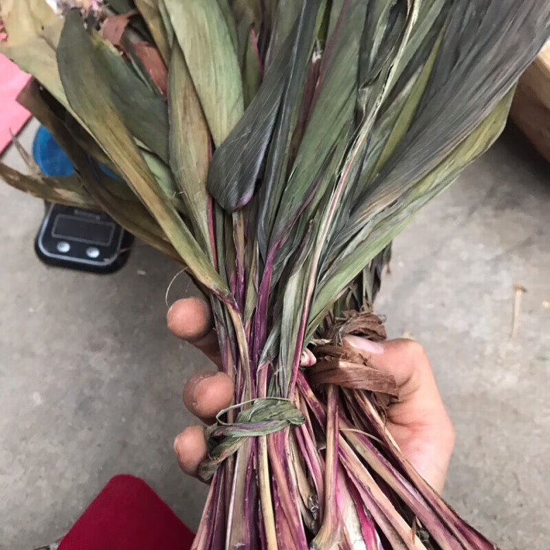 红铁树叶,铁树叶新货500克 500g