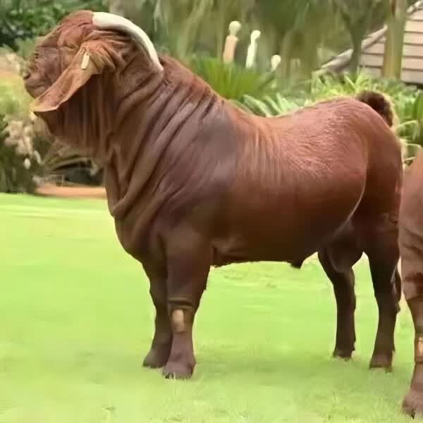 亚洲黄金羊怀孕母羊种公羊南江黄羊羊苗羊羔种羊大耳朵养殖资料 朵