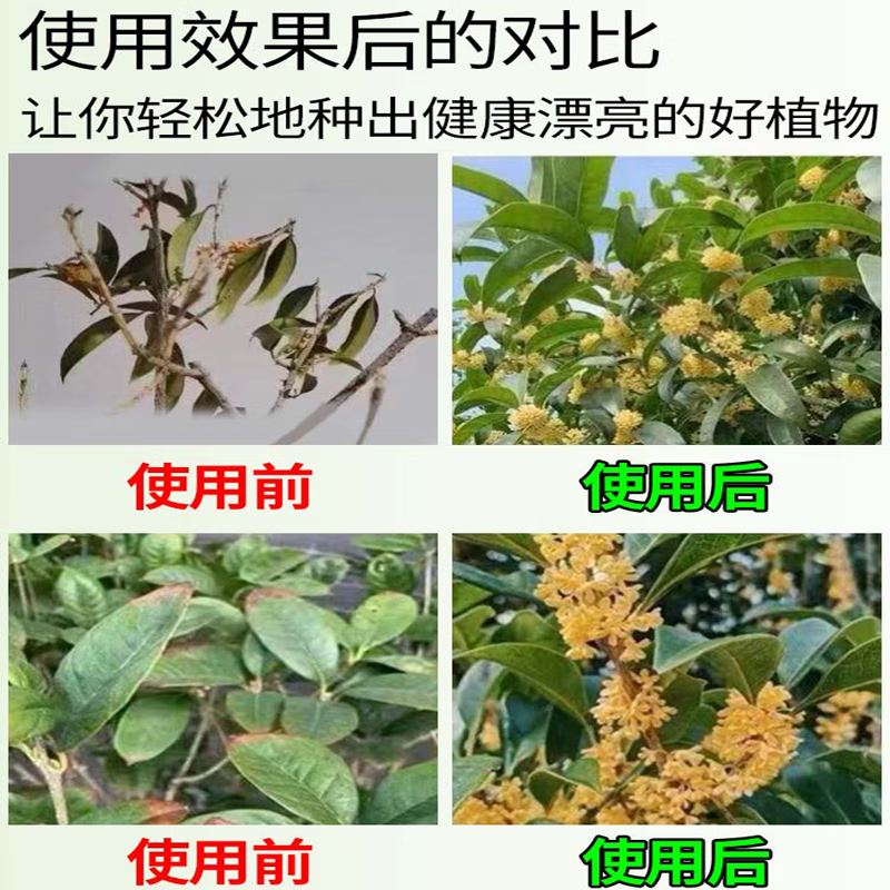 桂花树专用杀菌喷剂掉叶黑斑病桂花树专用肥料枯叶干尖黄叶营养液 3瓶装