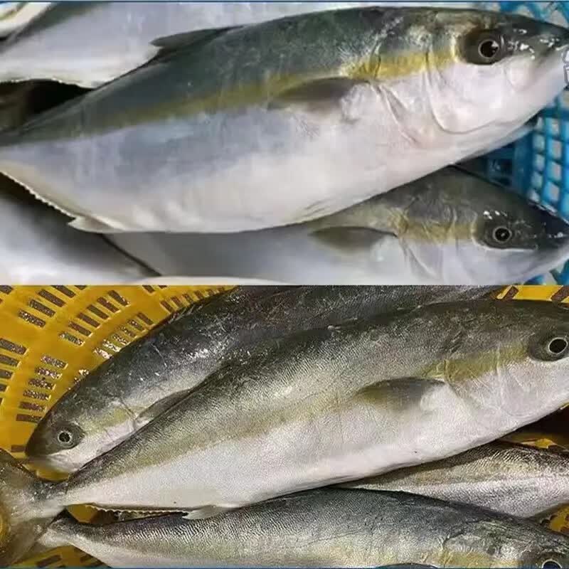 鲜爽集放血冰鲜油甘鱼刺身青甘鱼黄狮鱼鲜活章红鱼鰤鱼日式刺身 13-14斤(放血刺身级)