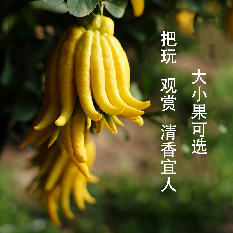 星云湖金华佛手果佛手柑香橼 现摘现发带枝条 食用观赏闻香清供佛手 【食用果】（果形大小颜色随机丨称重发货）1斤