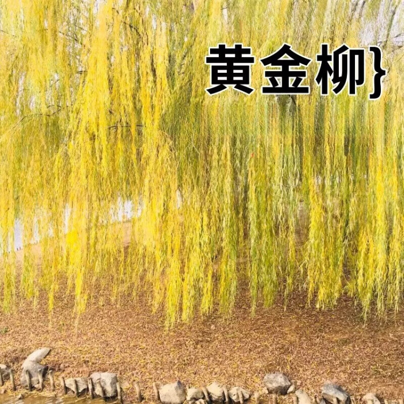 青柳树小苗公园绿化行道树风景树苗 2年苗5颗【基地现挖】品种备注