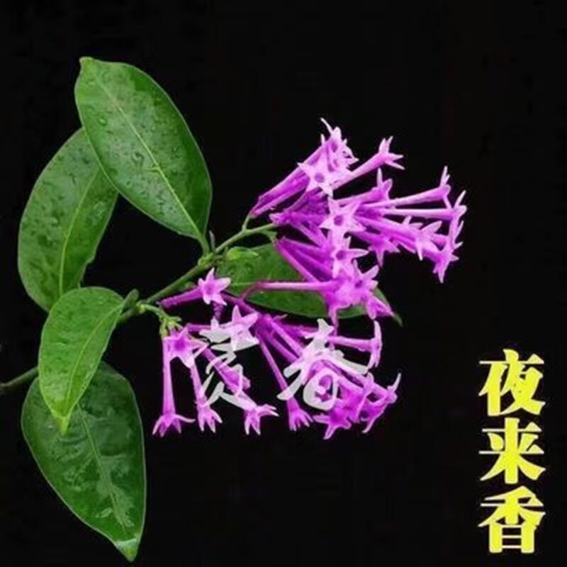 九里香盆栽植物室内花卉好养盆景七里香树苗四季浓香驱蚊开花 紫色3年