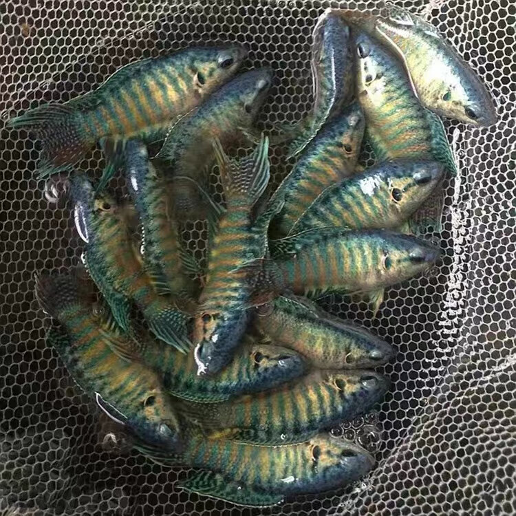 中国斗鱼蓝叉改良巨普蓝色普叉观赏鱼淡水免打氧蓝型叉尾国斗 蓝叉苗2