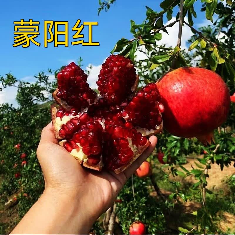 采缇(caiti)蒙阳红石榴树树苗盆栽无籽南方北方种植水果苗当年结果软