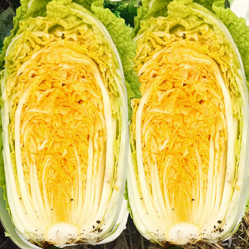 大禹山东胶州大白菜种子农科院秋季耐热黄心义和秋白菜籽冬储新品种