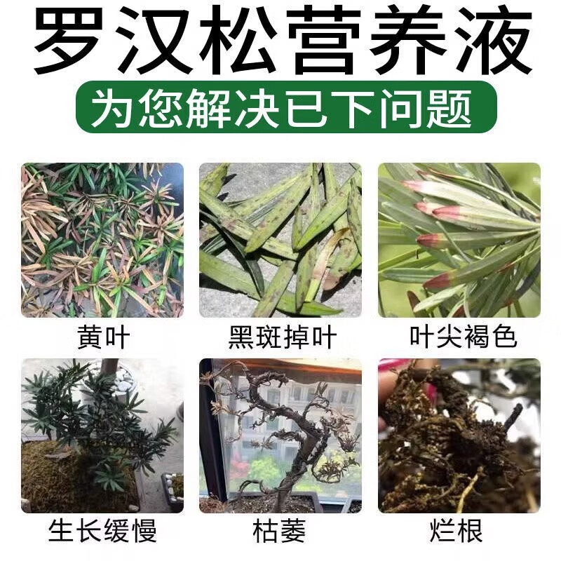 罗汉松专用肥喜酸植物叶面喷施营养液防黄落枯叶烂黑根腐通用肥料 【买2 送1】3瓶装