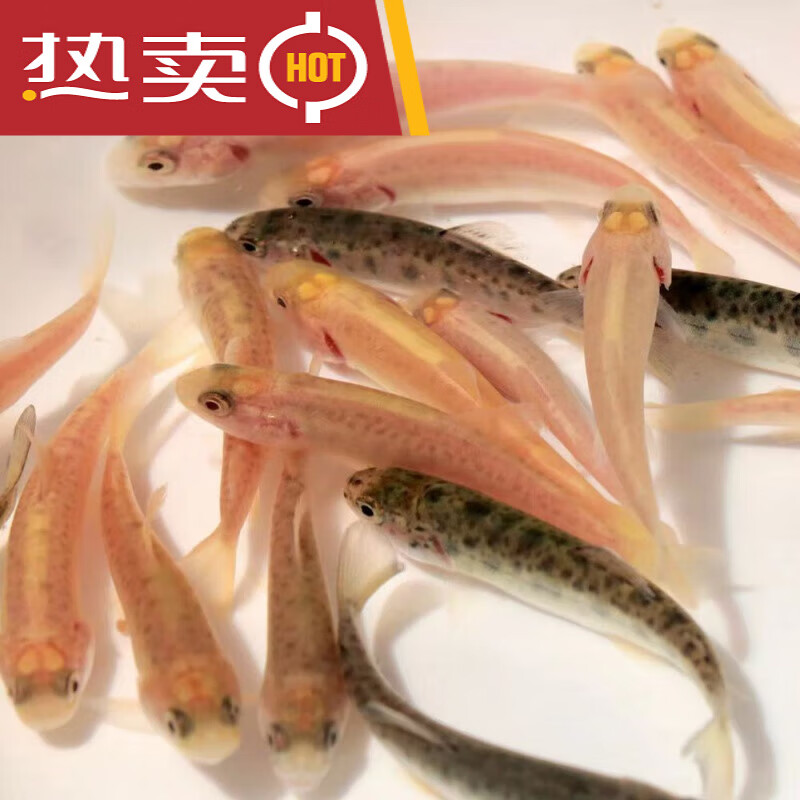 虹鳟鱼金鳟鱼淡水三文鱼冷水凶猛鱼淡水养殖食用鱼高山溪流鱼 虹鳟 金