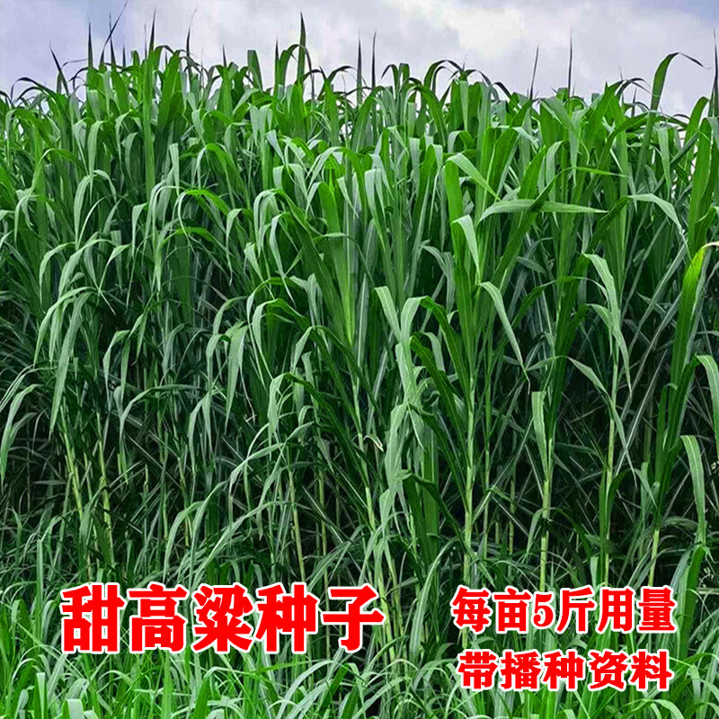 高丹王草种子四季养牛羊鹅猪兔喂鱼草种再生大力士甜高粱牧草种子 饲用甜高粱种子1斤【收割再生】