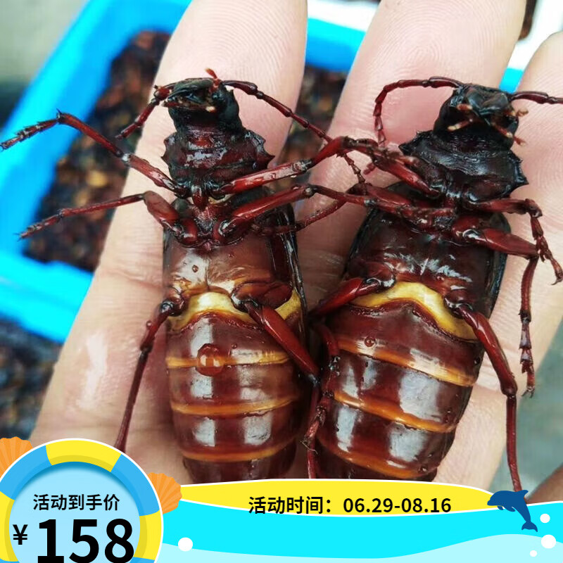 虎钢馋沂蒙山食用昆虫山水牛母带籽栓栓牛荒野昆虫山山牛公母山虫牛