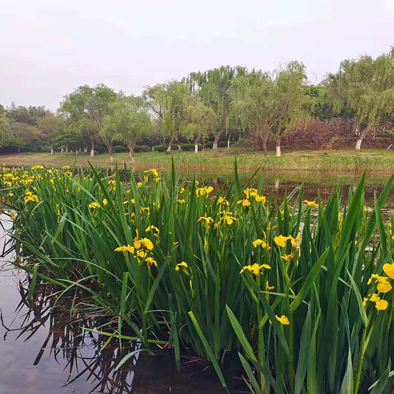 黄菖蒲水生植物美人蕉河道绿化黄花鸢尾苗旱伞草芦苇芦竹水培造景 黄
