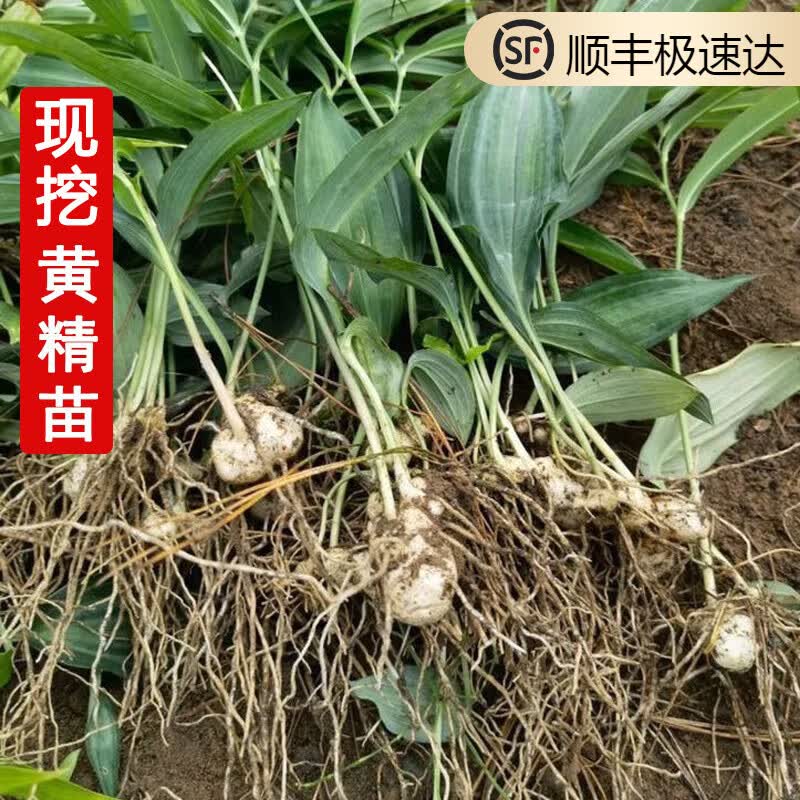 姒桀黄精苗中药材野黄精新鲜现挖现发易成活多花姜型鸡头甜黄精种植苗