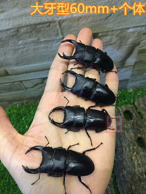中国大锹 新手入门昆虫宠物 中华大锹扁锹甲 成虫活体独角仙甲虫 成虫