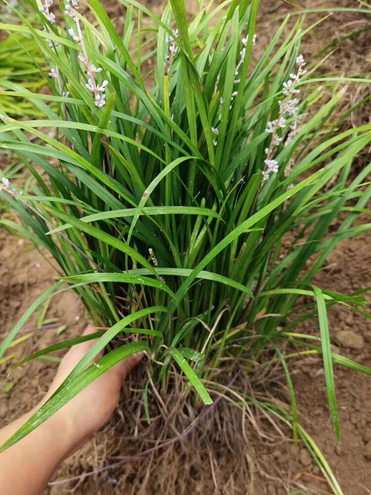 绿化麦冬草