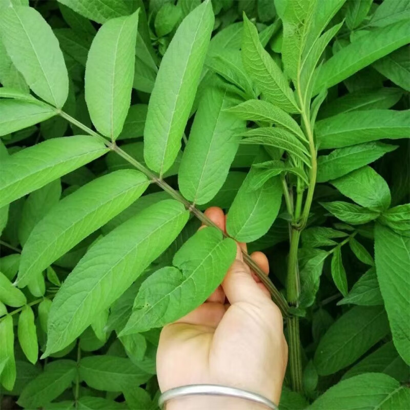 四川野外现挖中药 材现采接骨草天然新鲜排风藤八棱麻500g根 枝叶