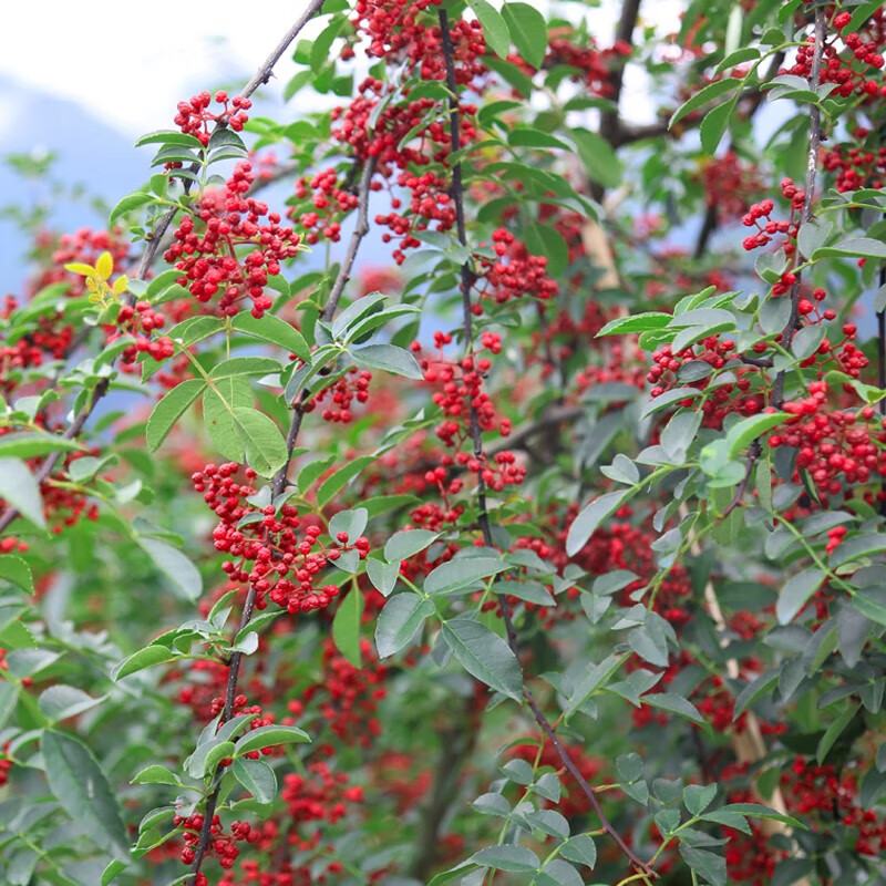 韩塬金太阳陕西特产韩城大红袍花椒粒干花椒粉花椒面调味料炒菜料 花椒粒400克*1袋