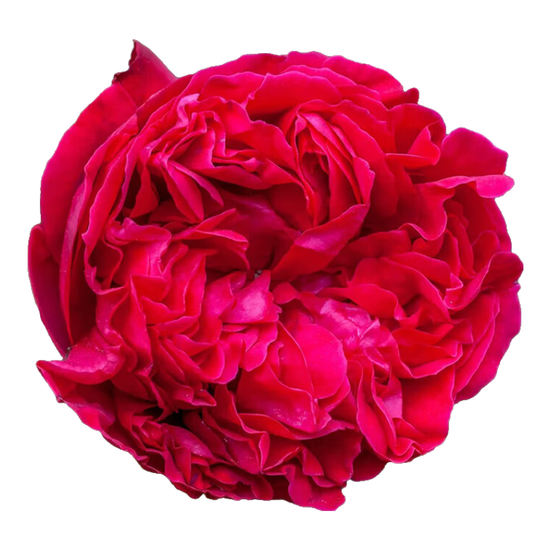 墨一藤本月季爬墙玫瑰蔷薇花苗庭院四季开花 红色龙沙宝石1-1.2M