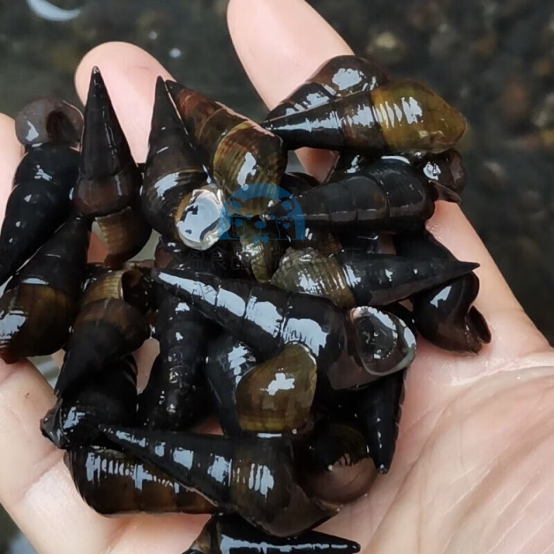 shxi新鲜山坑螺中小螺黑螺 长螺石螺田螺 直径1cm2斤