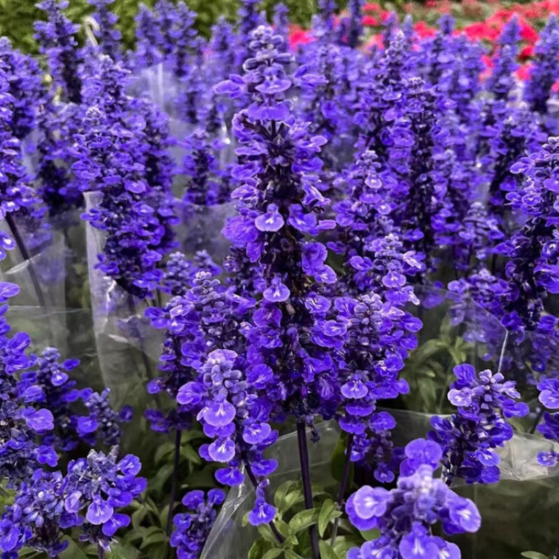 一串蓝花苗带花苞阳台花园开花植物蓝色花卉花镜工程苗 1盆紫色鼠尾草