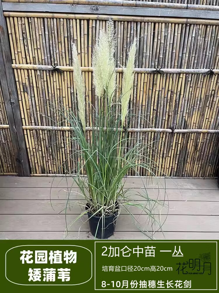 矮蒲苇盆栽花苗庭院抽穗开花多年生四季常绿芦苇草园花镜种植 矮蒲苇