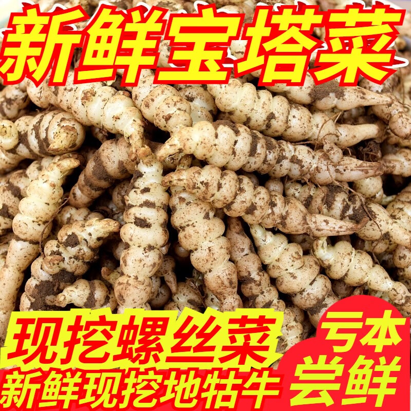 醉春木新鲜宝塔菜产地螺丝菜地环酱泡菜地牯牛甘露子散装农家蔬菜地