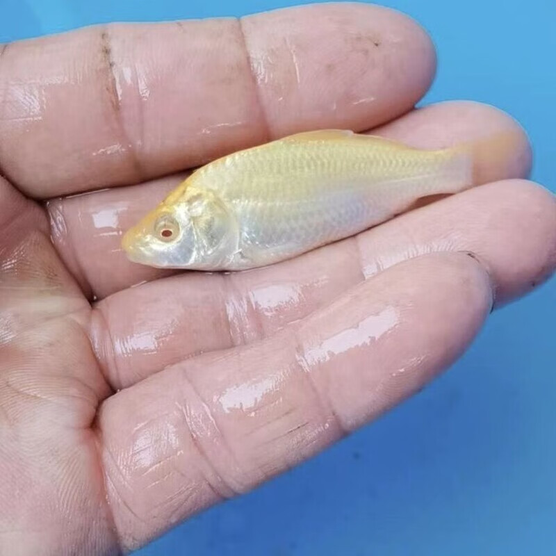 锦鲤鲤鱼小西赤目芥子白介子带头大哥闪鳞红茶单色锦鲤淡水观赏鱼 赤