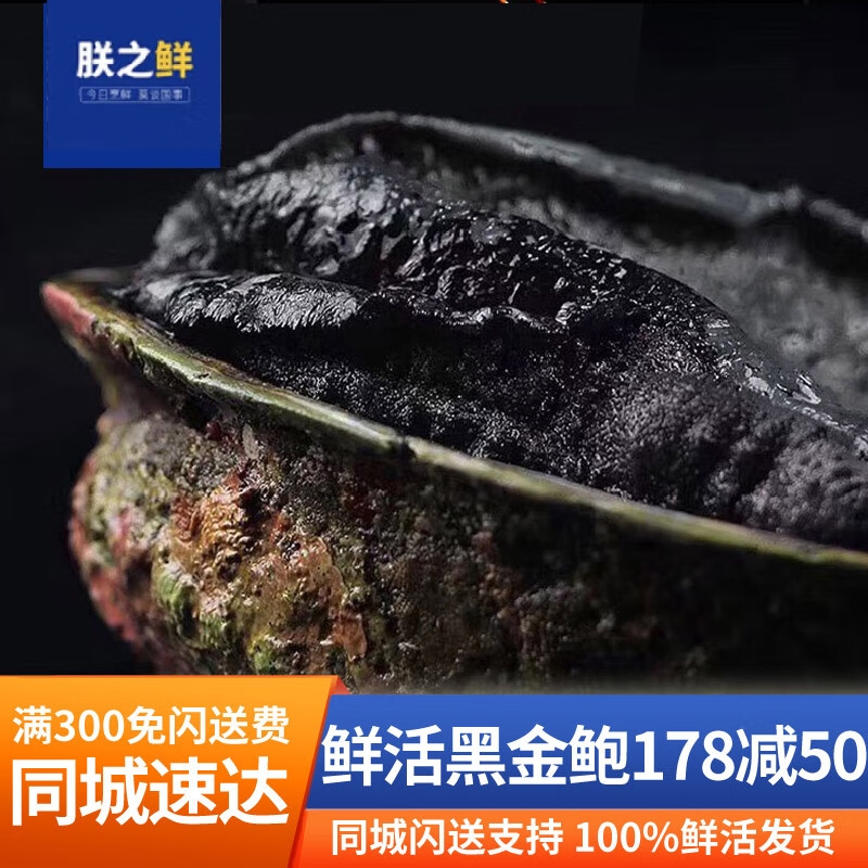 朕之鲜【活鲜】黑金鲍鲜活新西兰大鲍鱼刺身食材 黑金鲍 400-500g/只