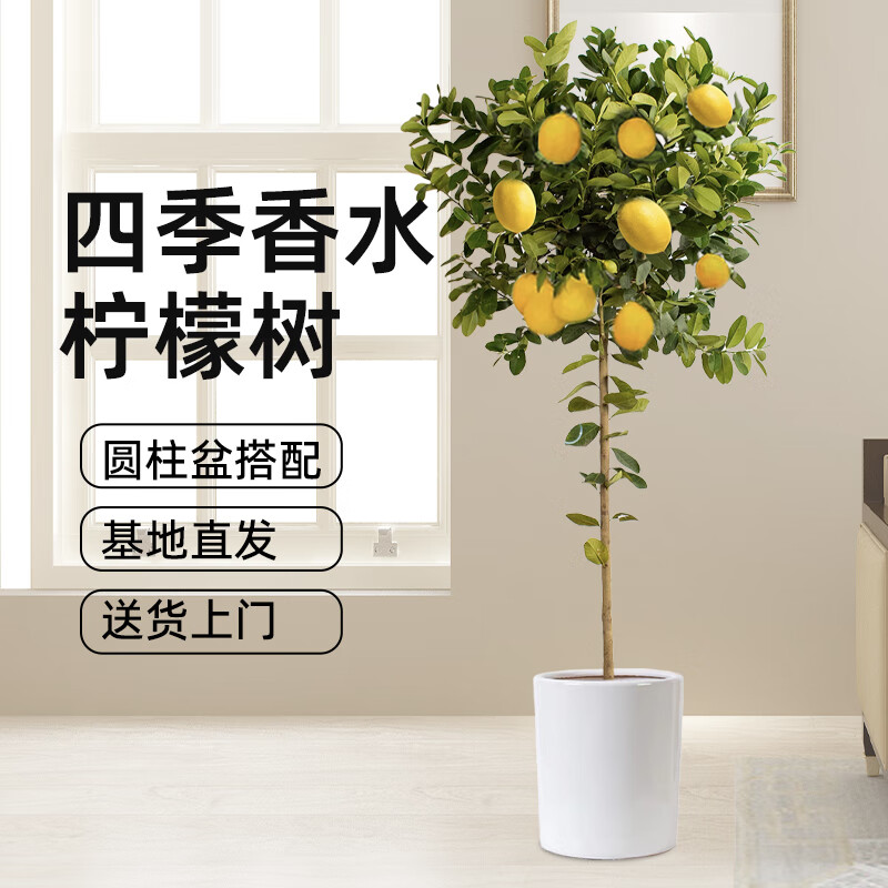 双盟香水柠檬树大型绿植盆栽客厅办公室乔迁1.4-1.5m带花带果源头直发