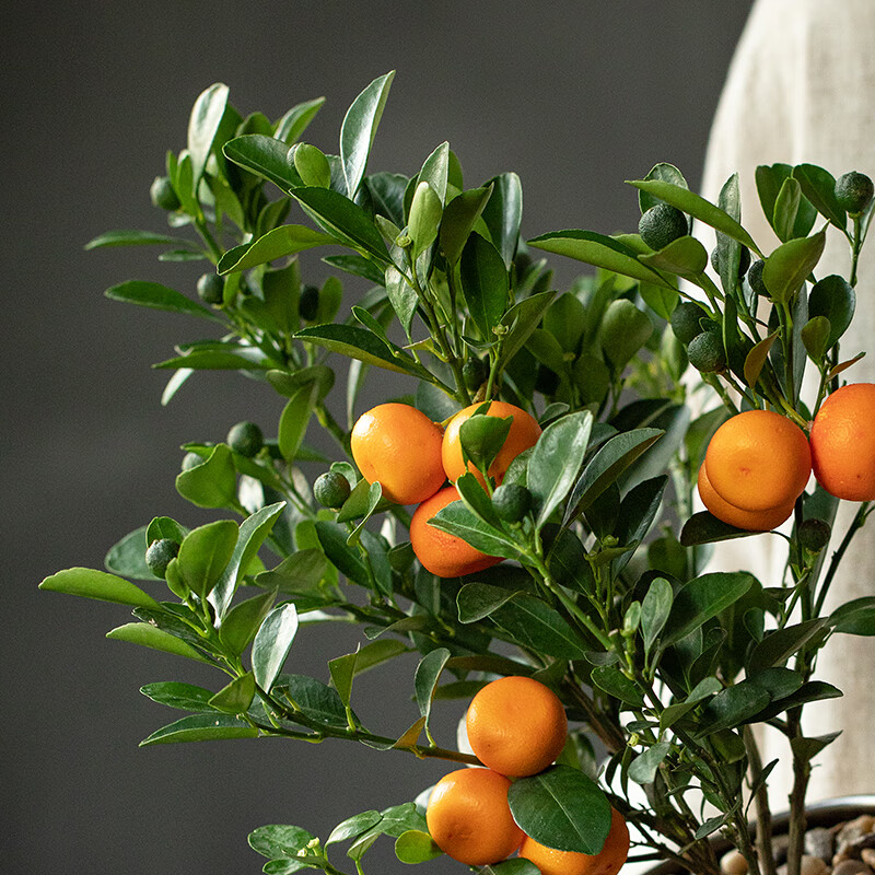 静艺花舍 金桔树盆栽带果办公室内茶桌面植物耐寒年宵花绿植 金桔树
