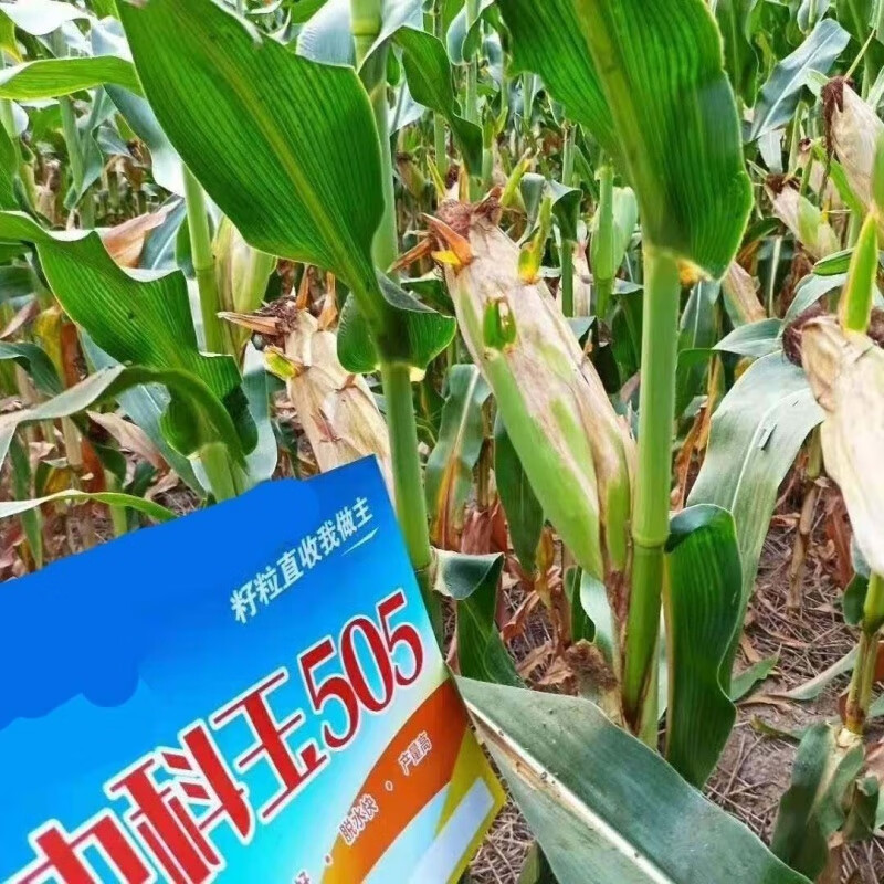 细辛新种精品中科玉505玉米种子红轴细芯籽粒深高产抗病 普通版