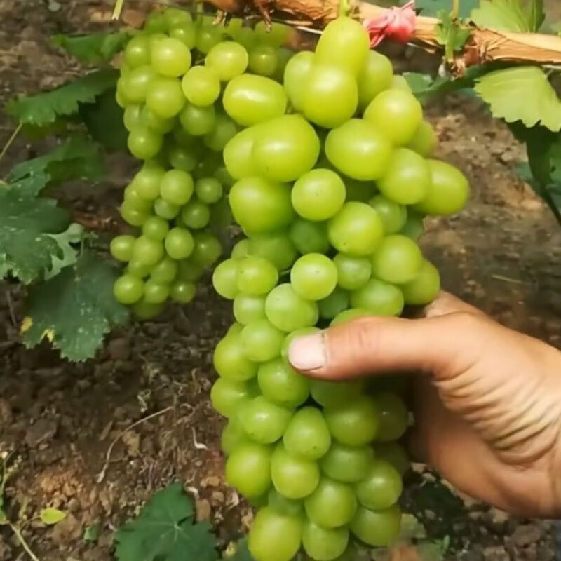 博雅锟果树苗直销葡萄树苗:晨香葡萄苗:新品种:大粒:产量高:极早熟