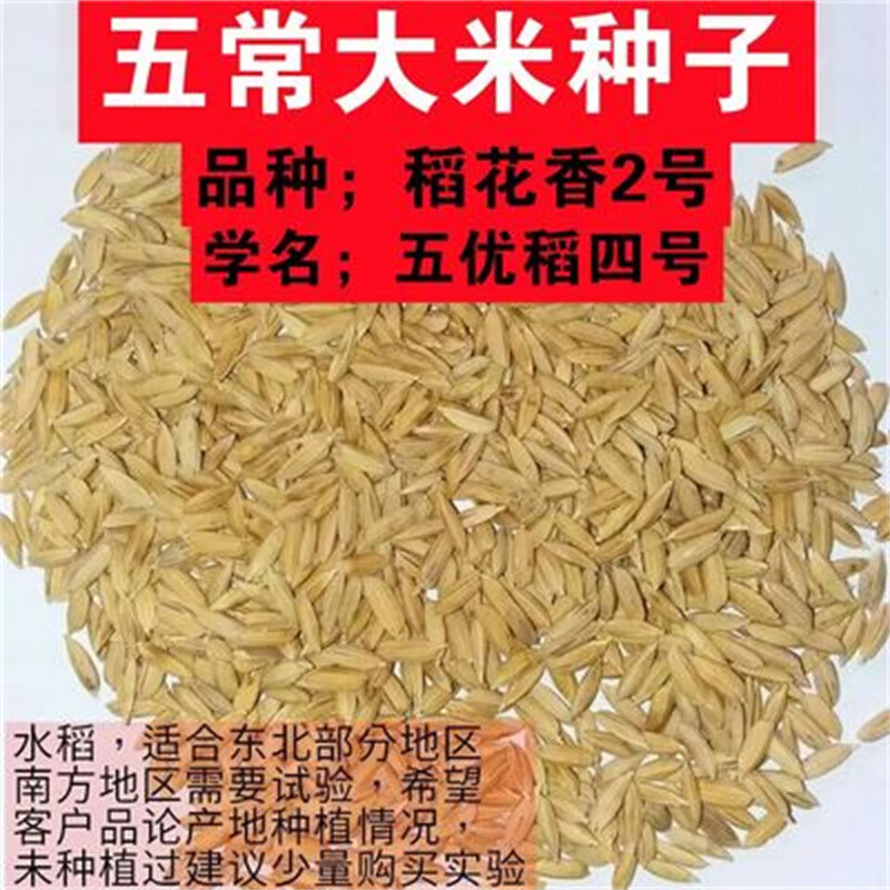 稻4号稻花香2号稻种子东北大米种子水稻 稻花香2号水稻种子【500克】