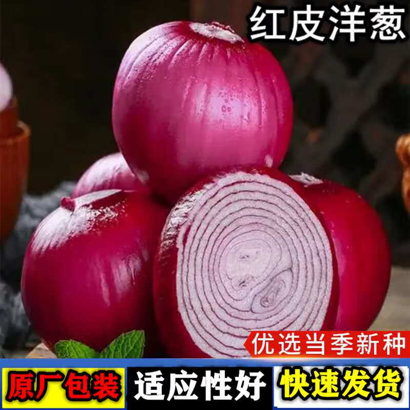 洋葱种子家庭庭院阳台盆栽易种植耐寒蔬菜种子大全 红皮洋葱种子【1包