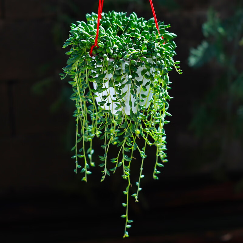 蝶情人泪吊兰含盆带土栽好悬挂垂吊多肉植物室内阳台大颗好养像佛珠