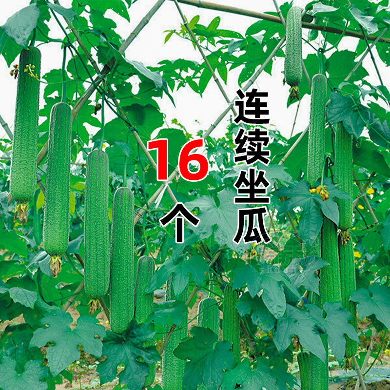 南方高产种籽子老品种春季蔬菜孑水瓜广东短棒 优比1号丝瓜种子20粒