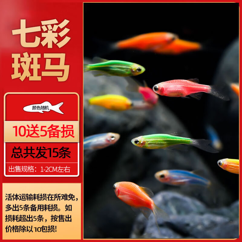 森渊热带观赏活鱼好养宝莲灯斑马淡水金鱼苗天使孔雀小型红绿灯科小鱼 七彩斑马10送5备损
