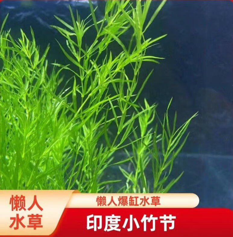 拾爱水草印度小竹节草新手好养耐活懒人阴性水草鱼缸装饰造景 竹节草5