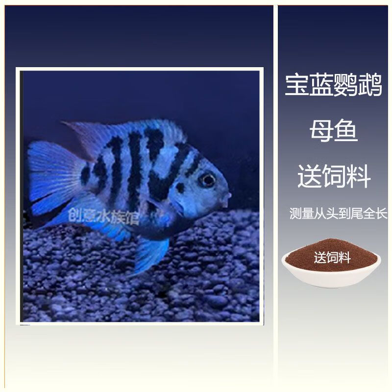 迷你鹦鹉鱼观赏鱼宠物鱼活体小型金鱼淡水热带鱼好养耐活鱼苗 宝蓝