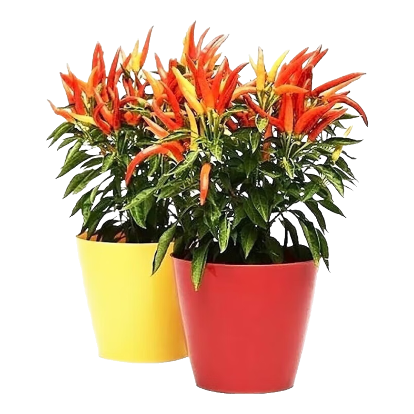 �����������С�����������������콷����С����Ұɽ�������ļ��߲��� ��С������6�� 1���� 9.9Ԫ