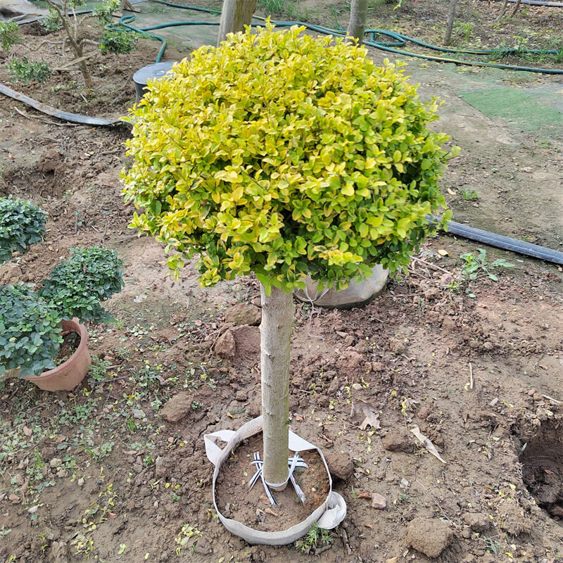 源外园亮晶女贞棒棒糖花境植物川滇蜡树蓝冰柏柠檬之光亮金女贞四季