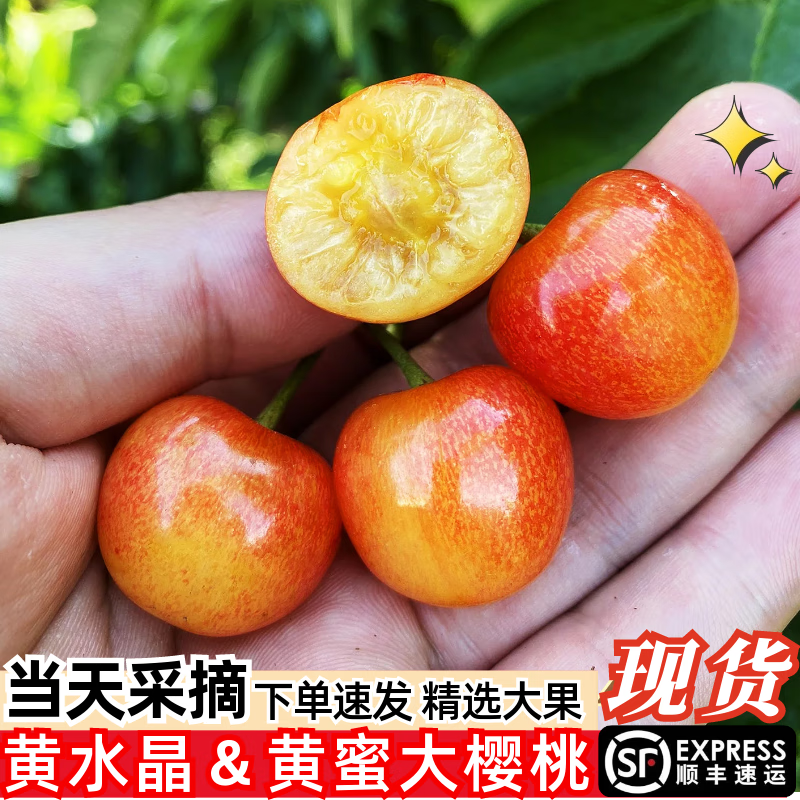 嫩个 现摘烟台黄蜜黄水晶樱大桃雷尼车厘子新鲜孕妇水果现货5月发顺丰