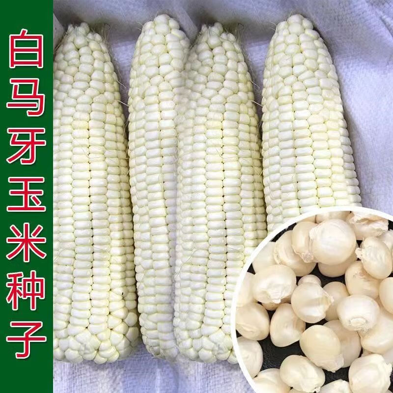哒琳东东70年代老品种大白马牙玉米农村传统自种老玉米粒自留包谷 白