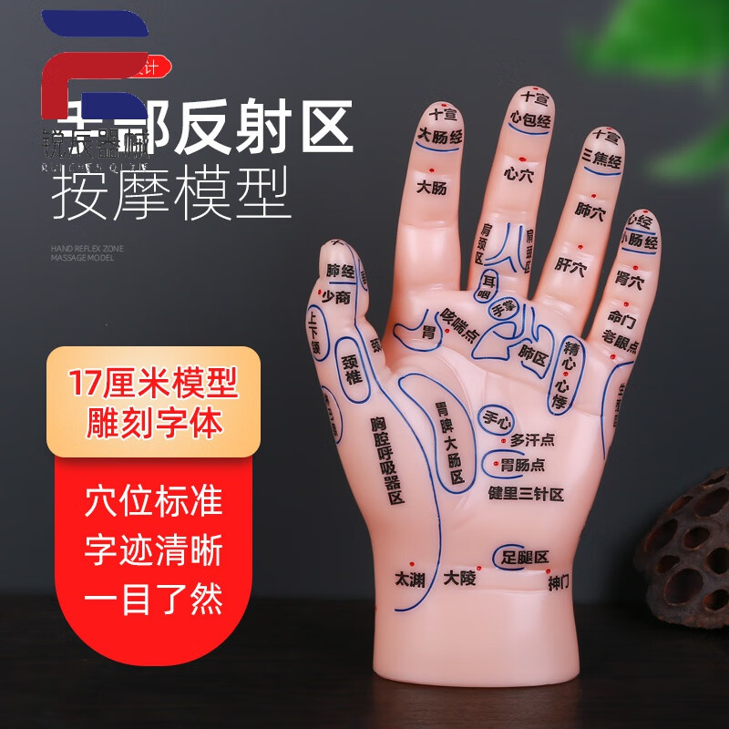 手模型反射区穴位按摩模型小儿推拿手部清晰刻字经络中医教学参考 17