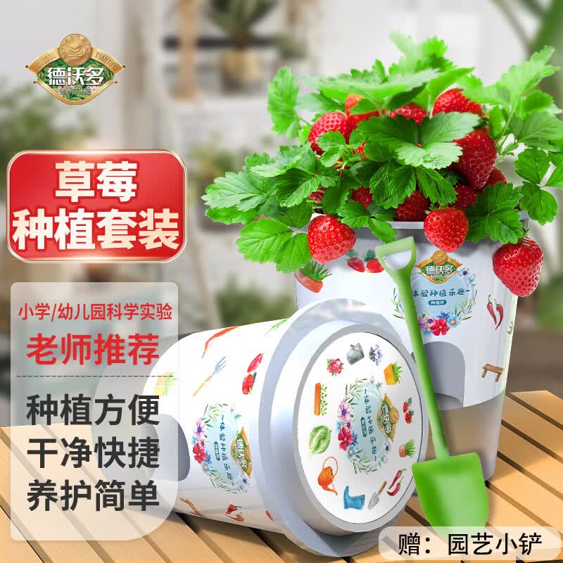 德沃多草莓种子DIY儿童趣味种植套装花卉绿植盆栽植物蔬菜观察种植杯