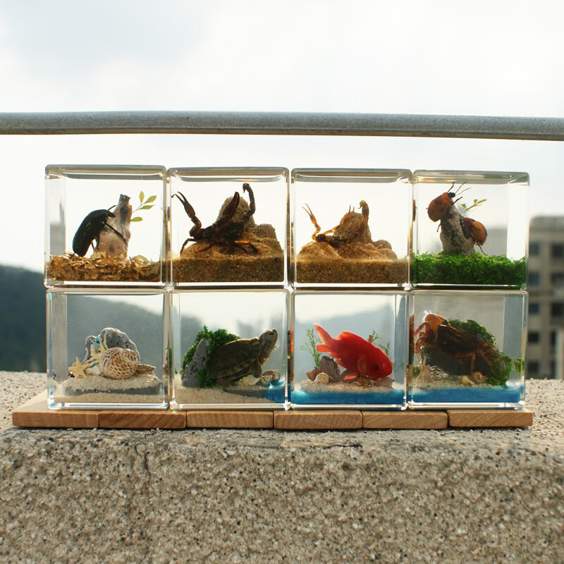 标本微景观摆件创意树脂工艺品幼儿园早教教学礼物 5cm金龟子微景观