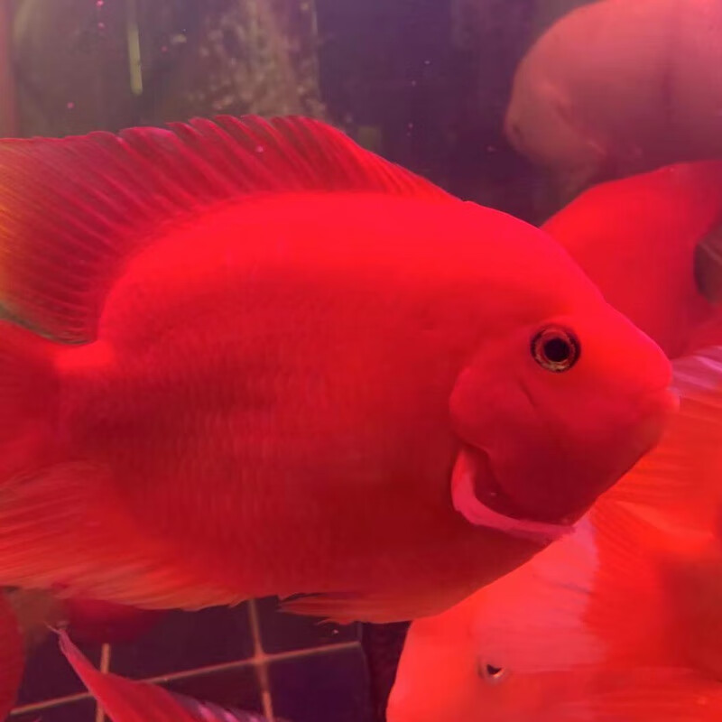 高端雪山白玉财神黄金元宝红色鹦鹉鱼起头活体发财热带观赏鱼 精选红