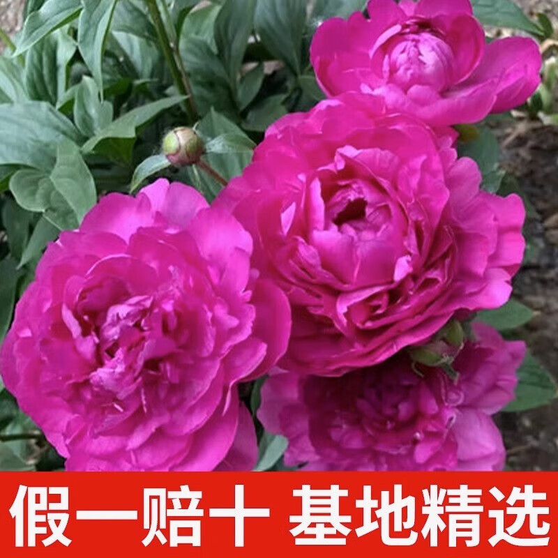 重瓣带芽大苗鲜花四季开花卉阳台庭院牡丹花盆栽植物 芍药大富贵大苗