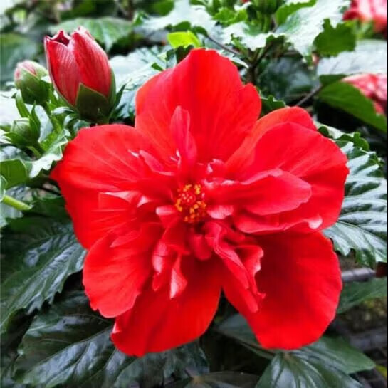 意軒 扶桑花盆栽重瓣四季綠植朱槿牡丹芙蓉花盆栽庭院花卉容易養(yǎng)的 紅色扶桑  8年苗