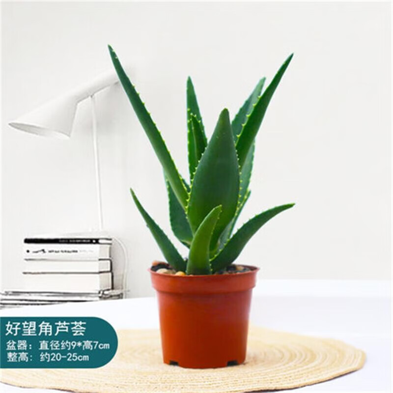 仟草集芦荟盆栽室内植物办公室好养绿植阳台盆栽花卉四季常青桌面绿植